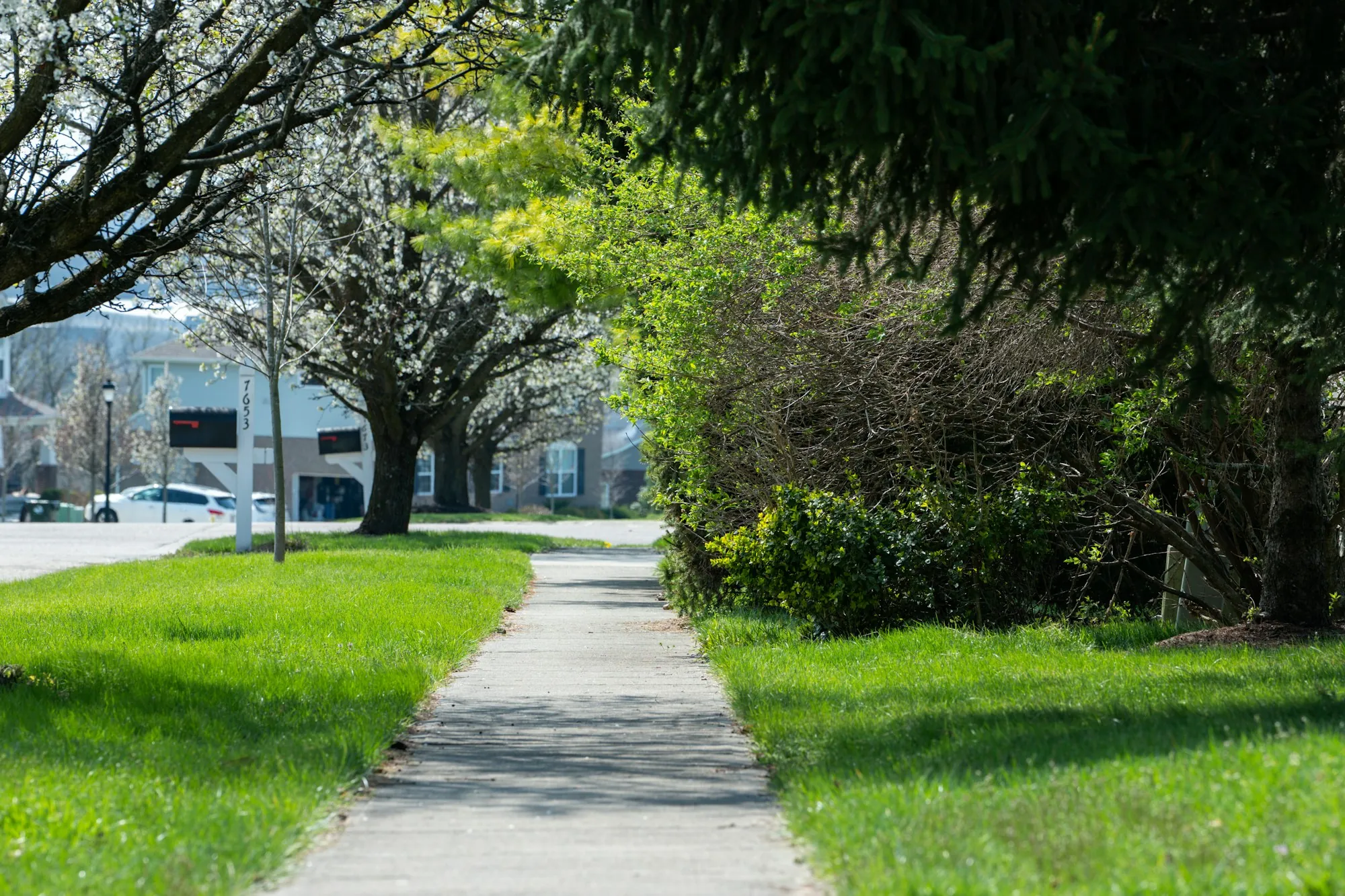 Concrete sidewalk running through green grass